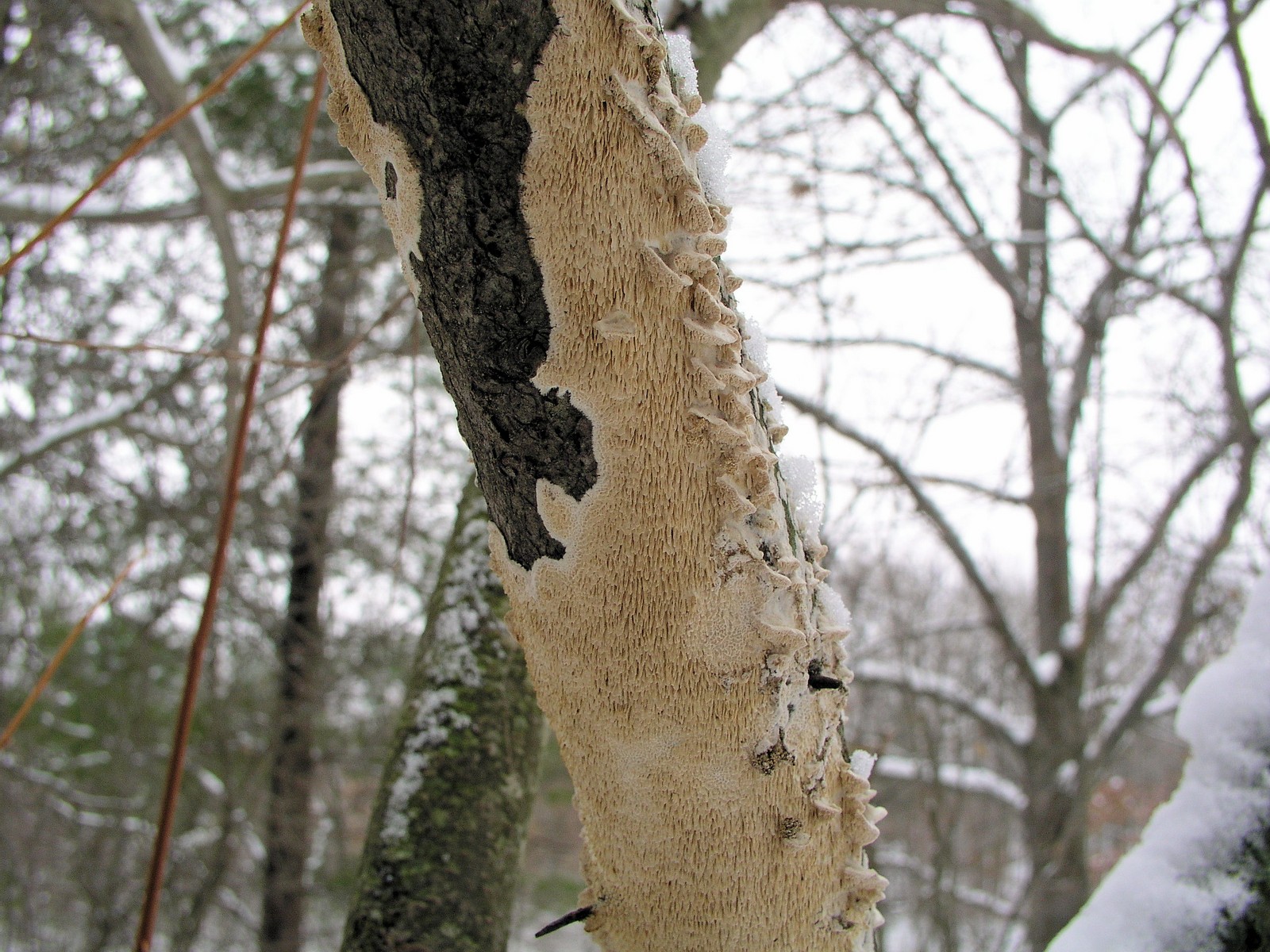 200512171101 Ochre Spreading Tooth fungi (Steccherinum ochraceum) - Isabella Co.JPG